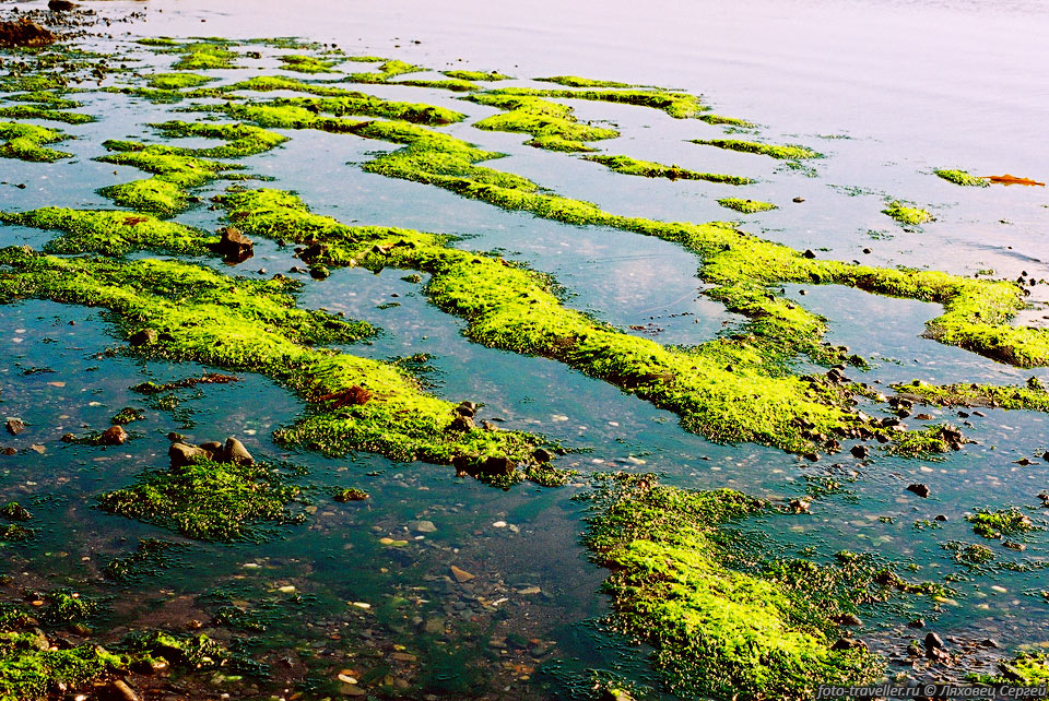 Отлив обнажает извилины водорослей