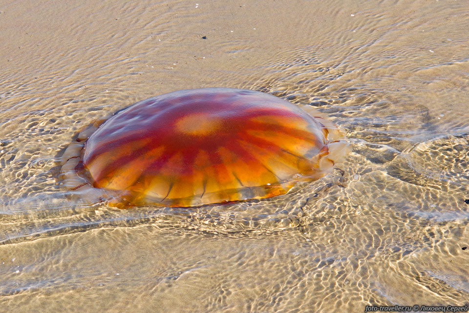 Красная медуза