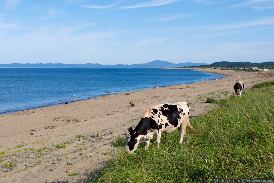 Корова на берегу залива Мордвинова