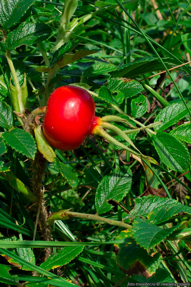 Шиповник морщинистый (Rosa rugosa).