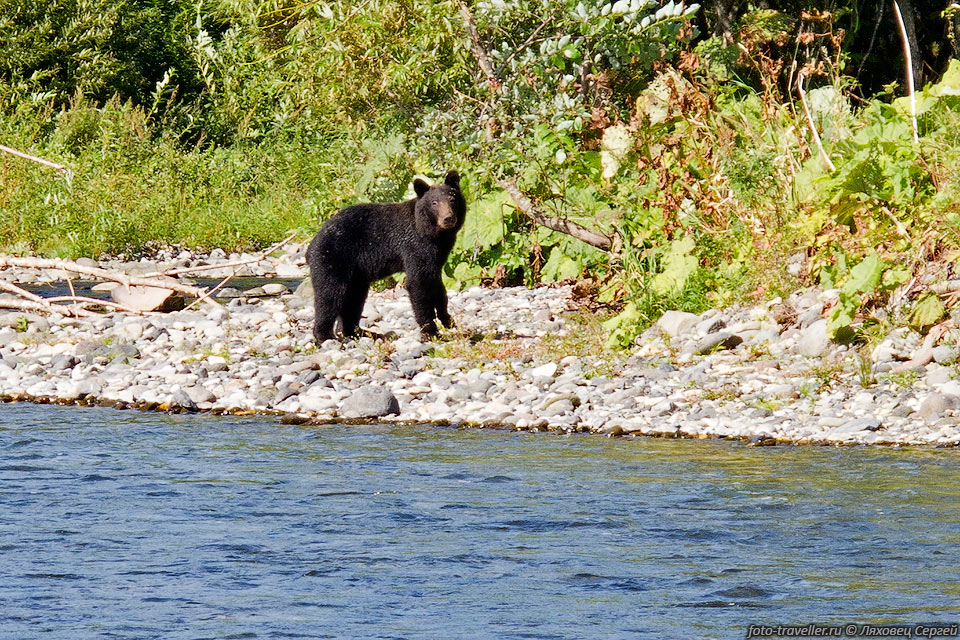 На Кунашире медведей довольно мало, видели всего пару раз.