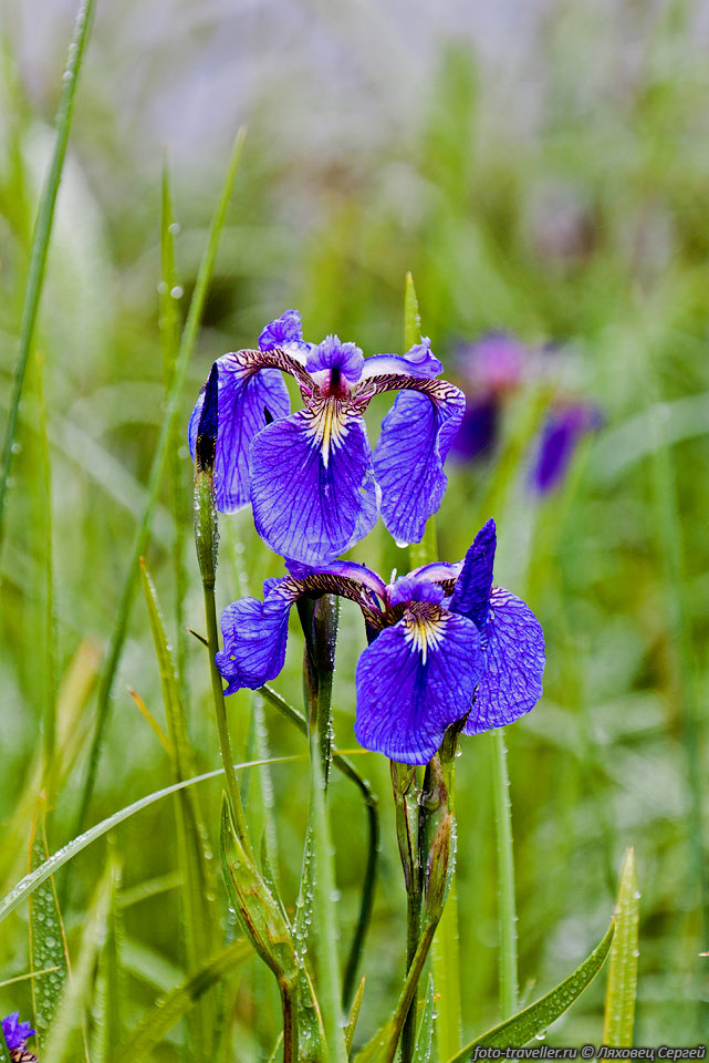Ирис щетинистый (Iris setosa)