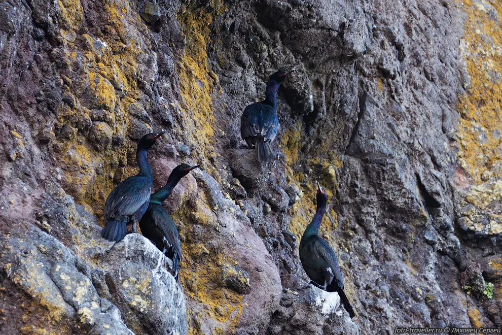Краснолицый баклан (Phalacrocorax urile) - ныряющая морская птица
из рода бакланов
