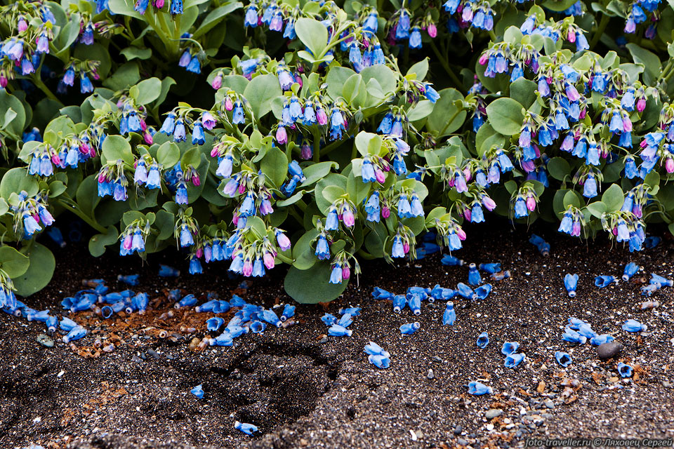 Синие цветы на Парамушире