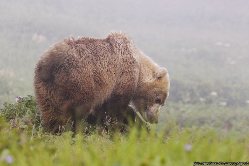 Медведи на Парамушире в основном имеют светлую шерсть