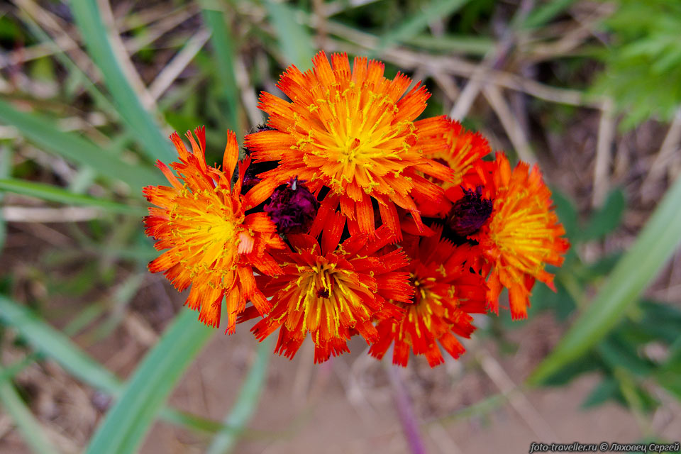 Парамуширский цветок