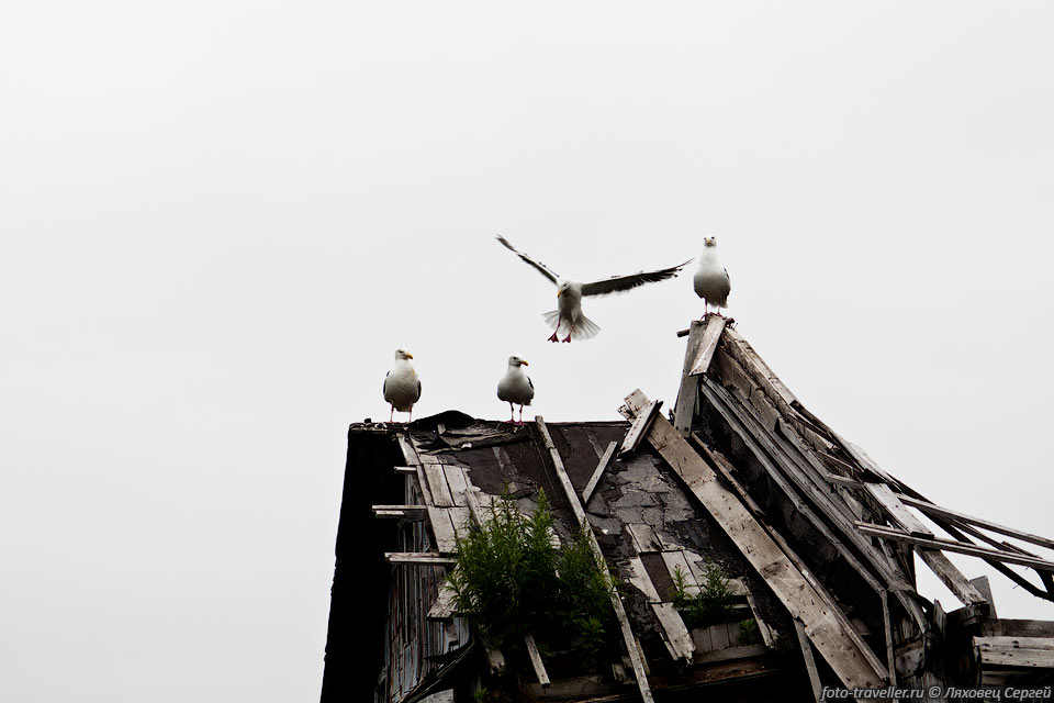 Чайки на разрушенном доме