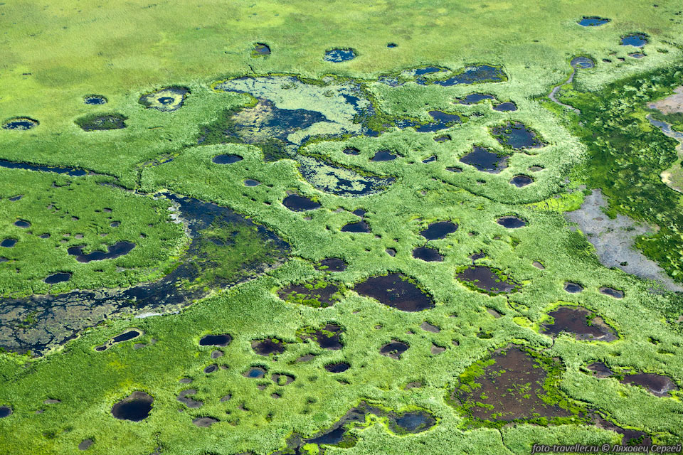 Зеленое болото