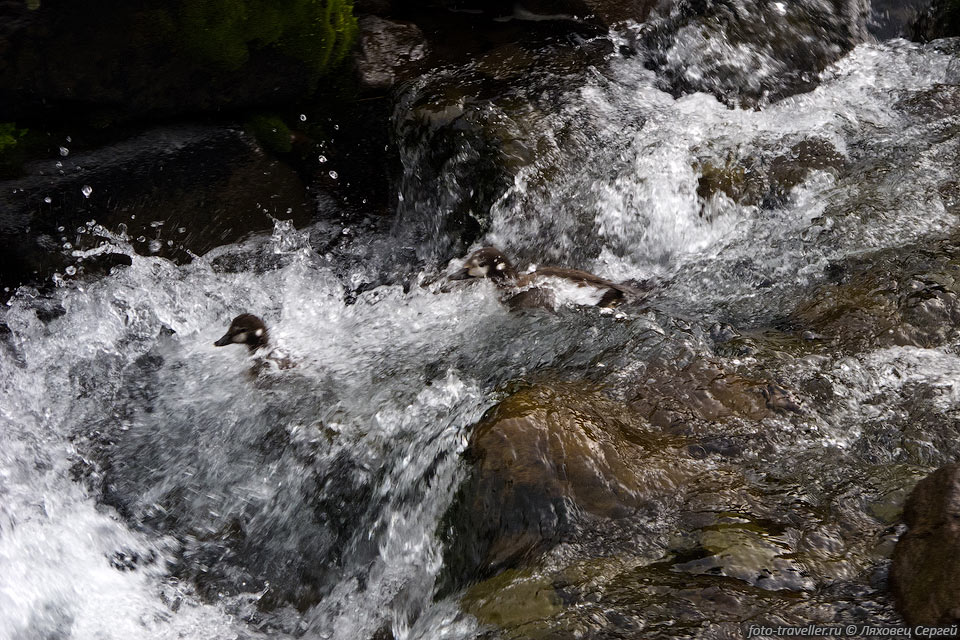 Утки-каякеры.
Дикие утки сплавляются по бурному ручью
преодолевая небольшие водопады высотой до метра.