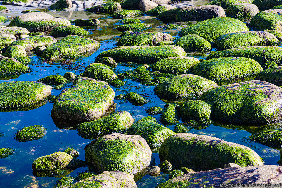 Камни в водорослях на берегу Охотскогго моря, Амахтонский залив