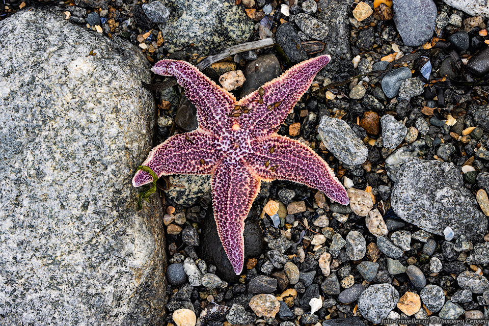 Морская звезда на берегу бухты Весёлая в Охотском море