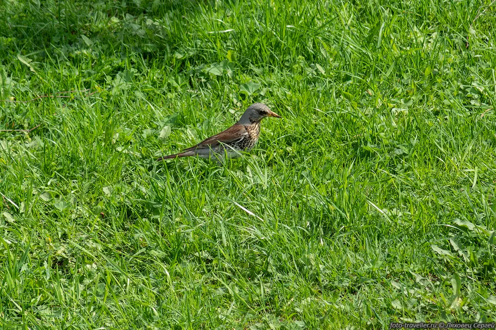 Дрозд-рябинник (Turdus pilaris) в Кусково