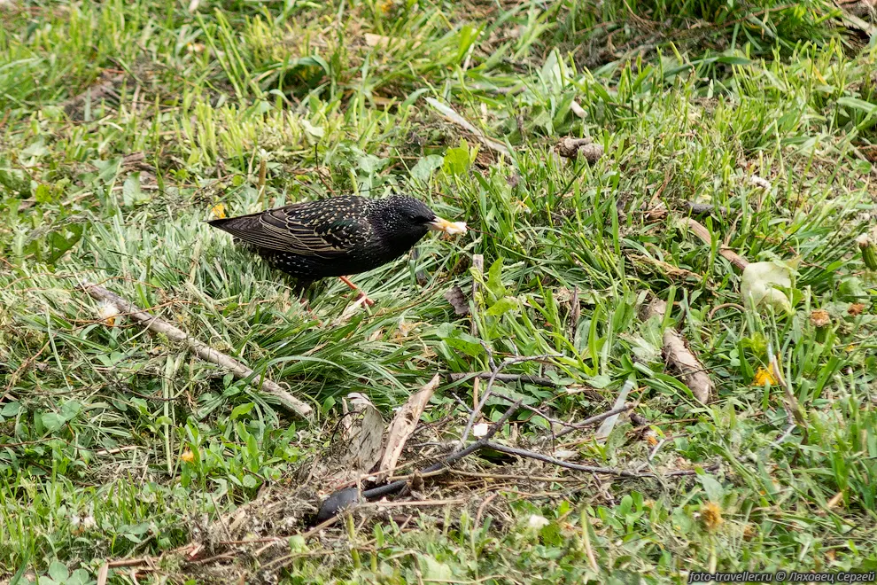 Обыкновенный скворец (Sturnus vulgaris)