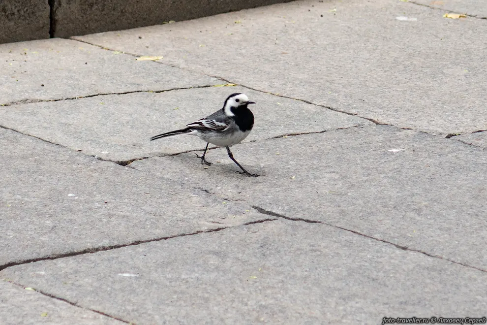 Белая трясогузка (Motacilla alba)