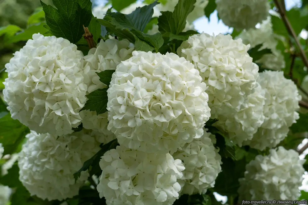 Калина буль-де-неж (Viburnum opulus Roseum) - декоративный кустарник.
Калина Бульдонеж является стерильной формой калины обыкновенной и не дает плодов.
Цветение очень интенсивное - куст полностью покрывается шапками крупных белых шаров.