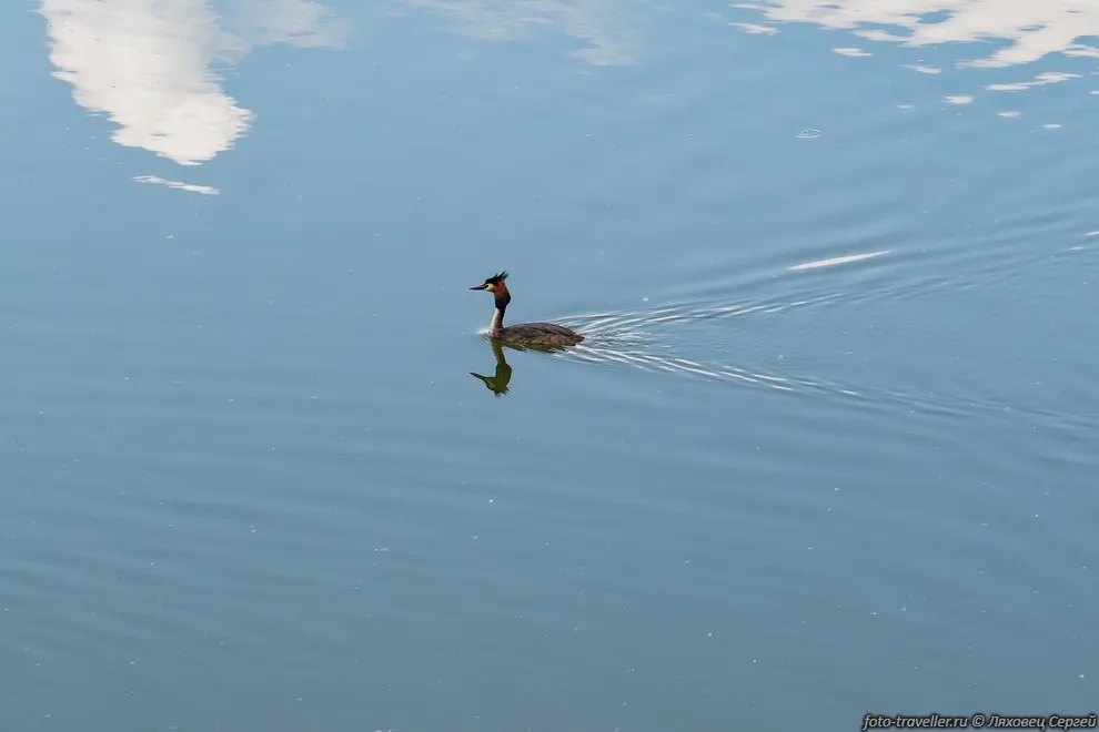 Большая поганка, чомга (Podiceps cristatus) в Серебрянно-Виноградном
пруду