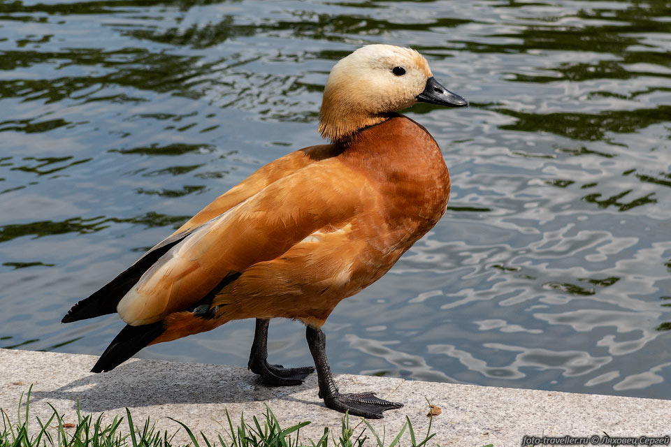 Огарь, красная утка (Tadorna ferruginea) - водоплавающая птица 
семейства утиных.
Характерно оранжево-коричневое оперение.