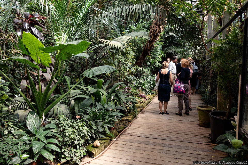 Пальмовая оранжерея построена в Аптекарском огороде в 1891 году.
В старейшей в стране коллекции тропических растений представлены орхидеи, 
пальмы, лианы, бананы, древовидные папоротники, хищные растения.