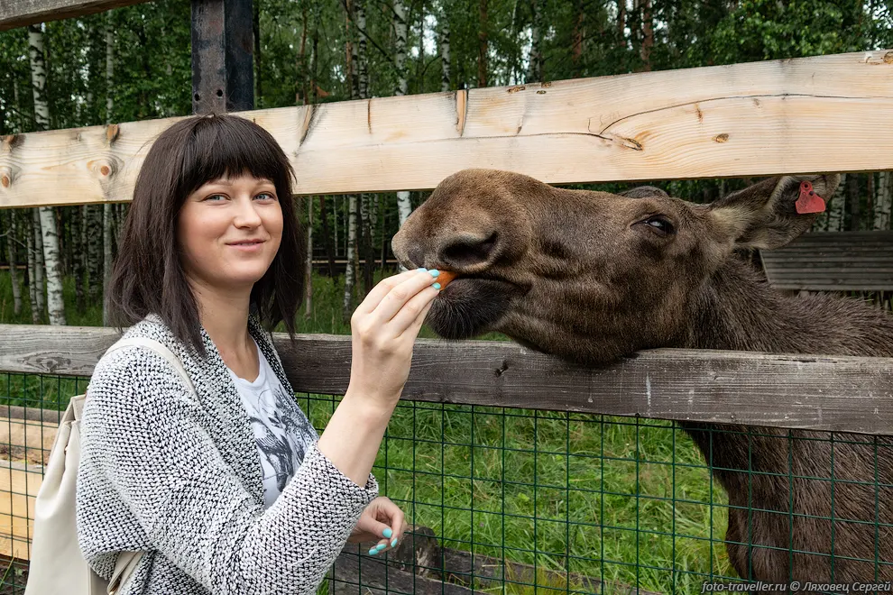 Кормим лося