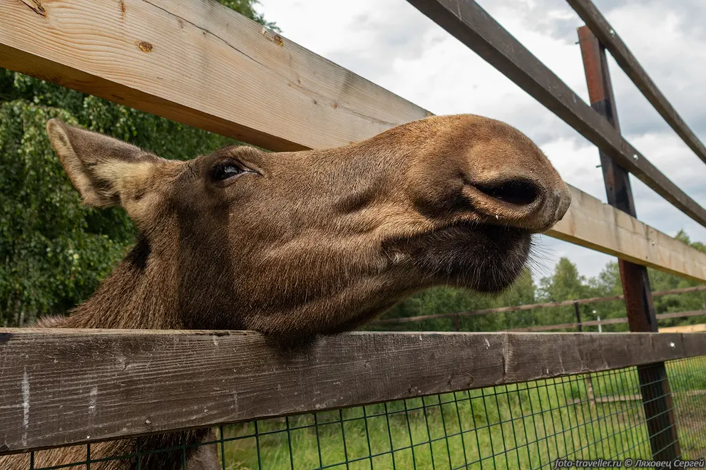 Европейский лось, сохатый (Alces alces).