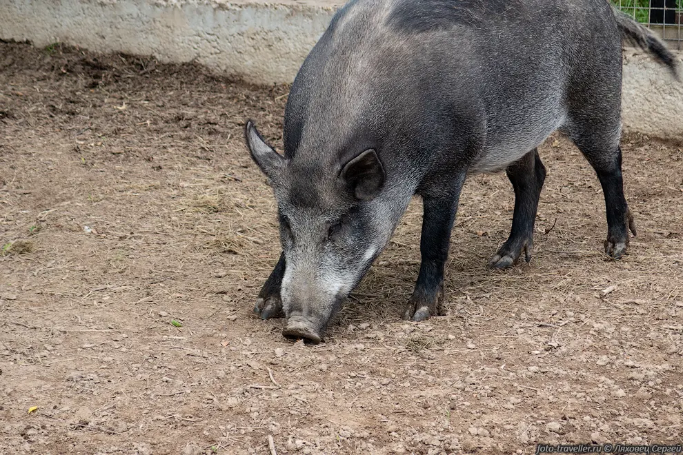 Кабан (Sus scrofa), вепрь, дикая свинья - является предком домашней
свиньи.