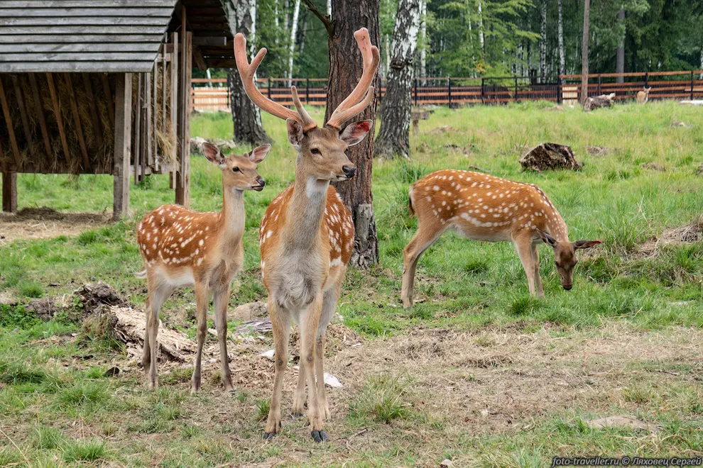 Пятнистый олень (Cervus nippon) на Лосиной биостанции.