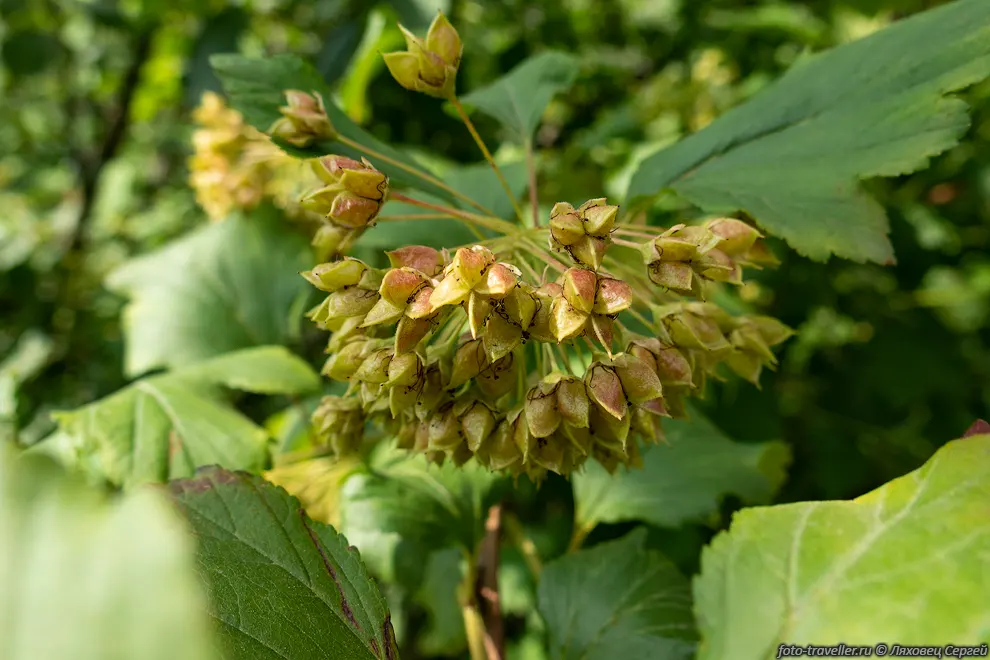 Пузыреплодник калинолистный (Physocarpus opulifolius, Физокарпус
калинолистный).
Используется как декоративный кустарник.