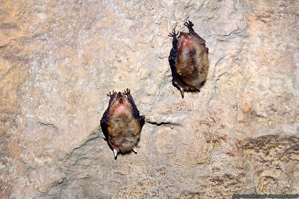 На Урале летучие мыши очень пушистые. 
Пещера Сумган.