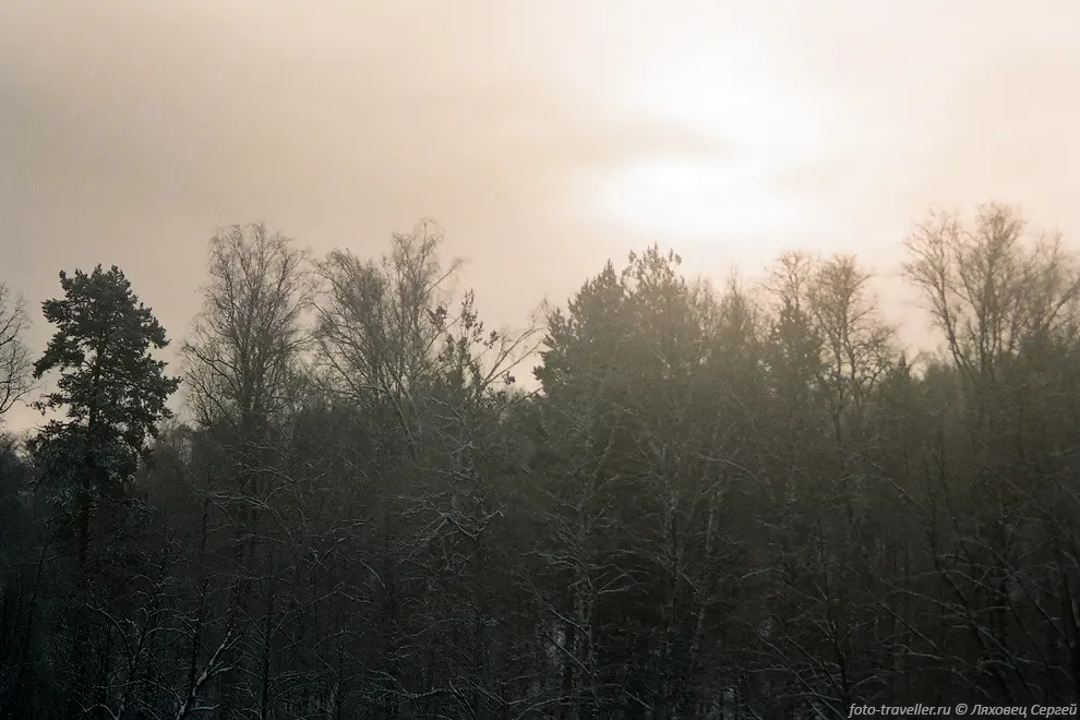 Зимний лес