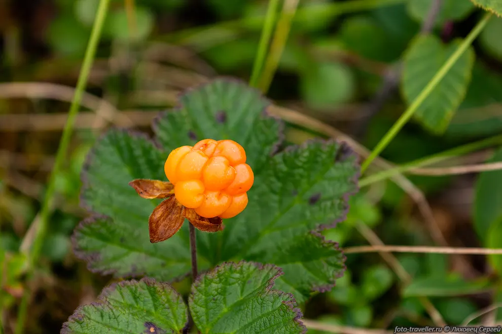 Морошка (Rubus chamaemorus) - вид многолетних травянистых растений
рода Рубус (Малина).