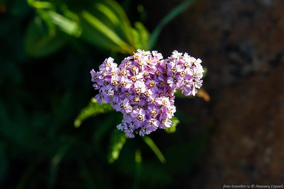 Тысячелистник темнеющий (Achillea nigrescens)