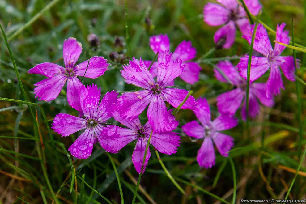 Гвоздика ползучая (Dianthus repens)