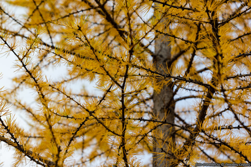 Осенняя лиственница