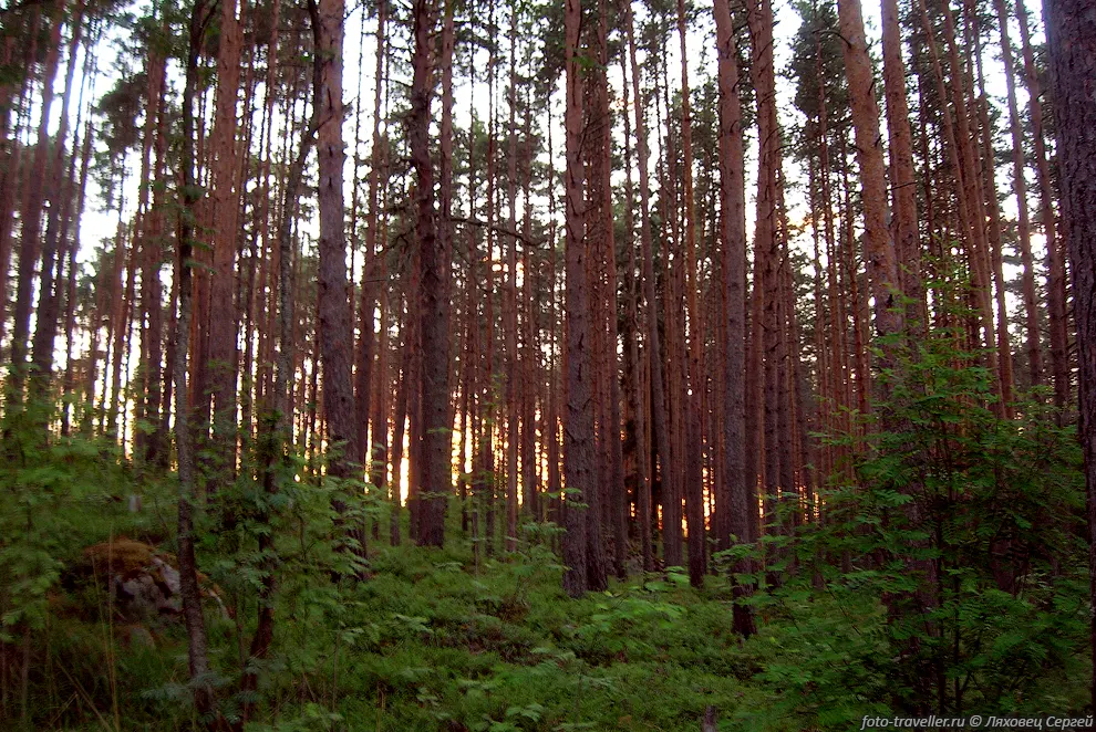 Стена сосен