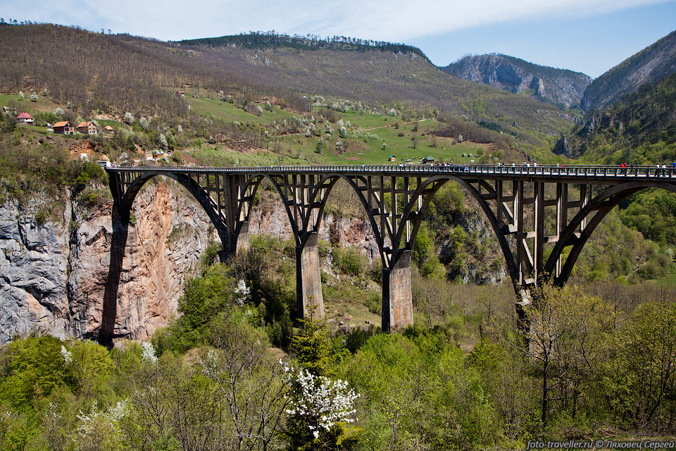 5-ти арочный мост Джурджевича имеет длину 365 метров, длина самого 
большого пролета составляет 116 метров.
Высота проезжей части моста от реки Тара 172 метра.