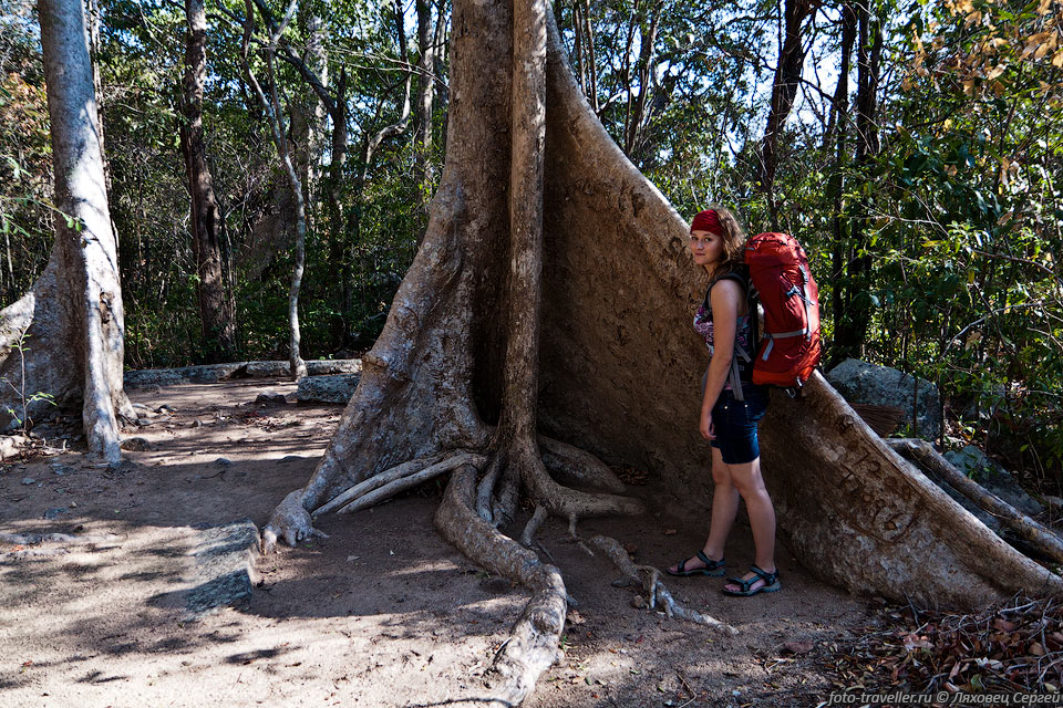 Дерево в Природном заповеднике Ритигала (Ritigala Strict Nature 
Reserve).