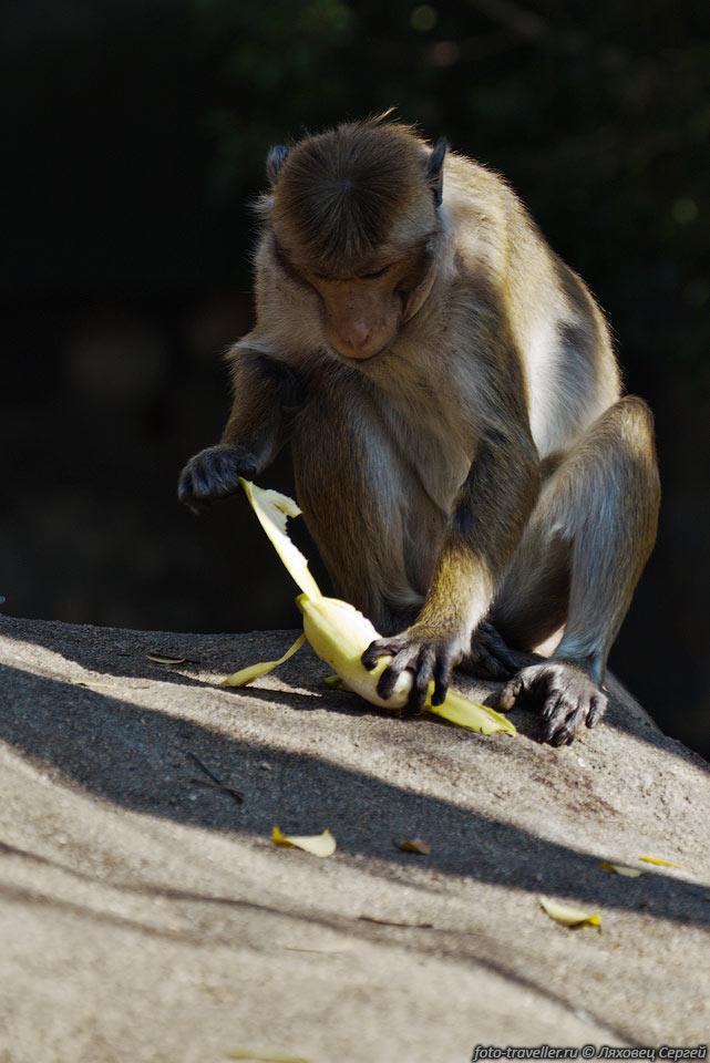 Наглые обезьяны вырвали из рук пакет с бананами