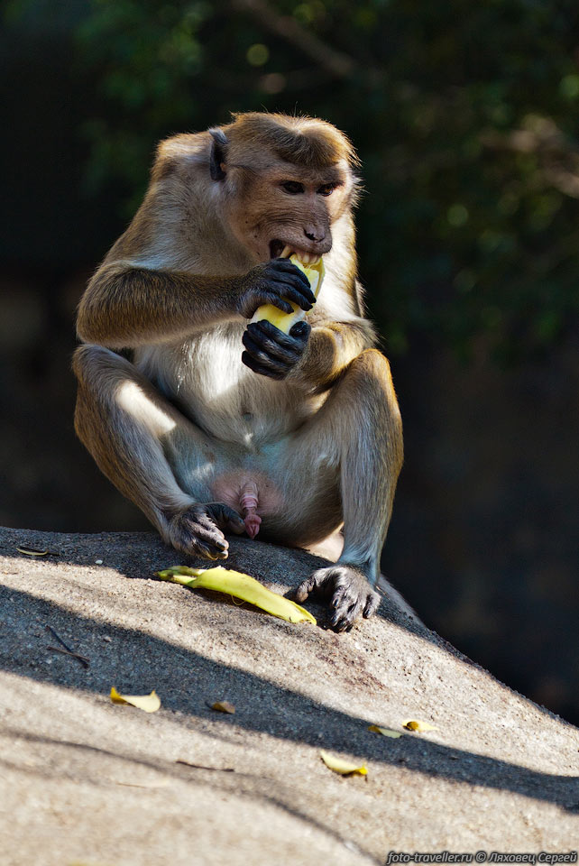 На самом деле это не обезьяна, а макака.
Цейлонский макак (Macaca sinica, Toque monkey, Rilawa, Kurangu) - вид приматов семейства 
мартышковых.
Эндемик Шри-Ланки, самый маленький представитель своего рода.