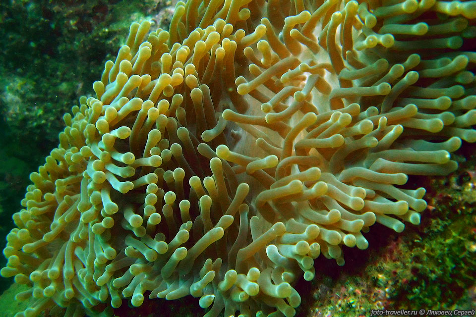 Актинии, морские анемоны (Actiniaria) - отряд морских стрекающих 
из класса коралловых полипов.