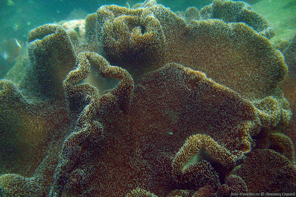 Коралл возле острова Пайджен