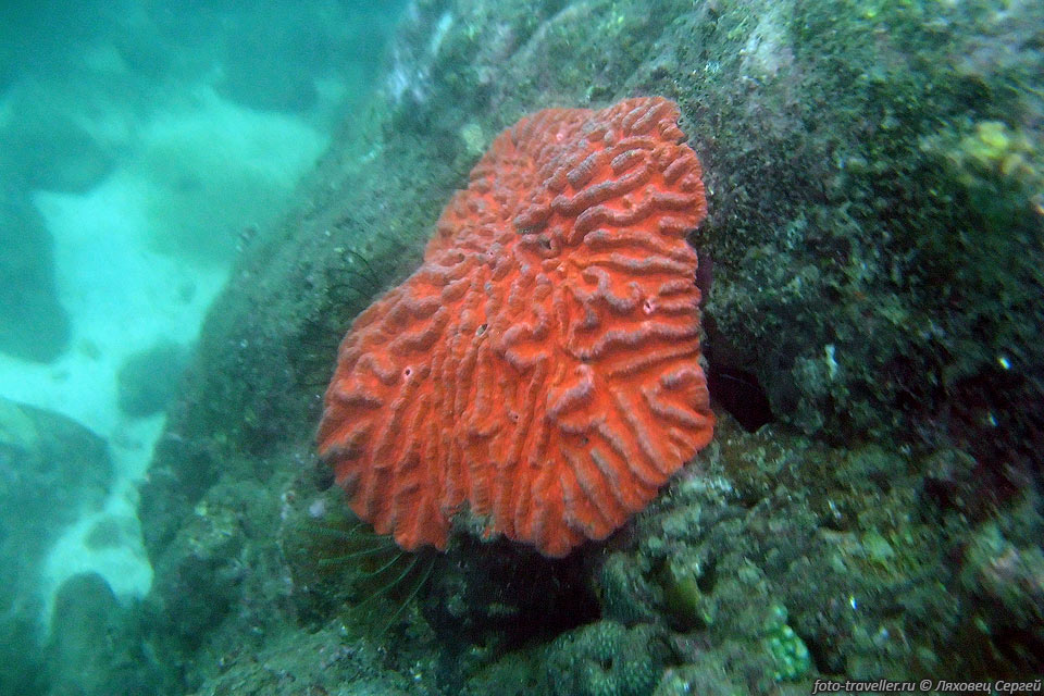 Красный коралл