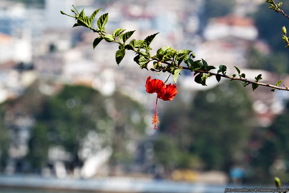 Гибискус китайский, китайская роза (Hibiscus rosa-sinensis)