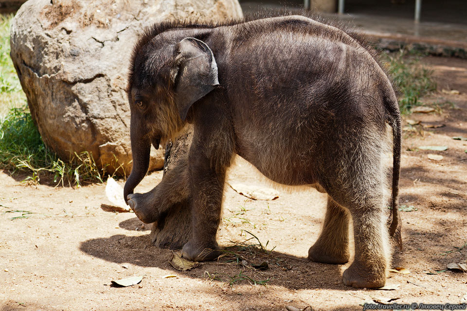 В питомник поступают слонята оставшиеся без родителей или пострадавшие 
от браконьеров.
В дальнейшем часть слонов продают в зоопарки различных стран мира, а других используют 
на тяжелых работах на Шри-Ланке.