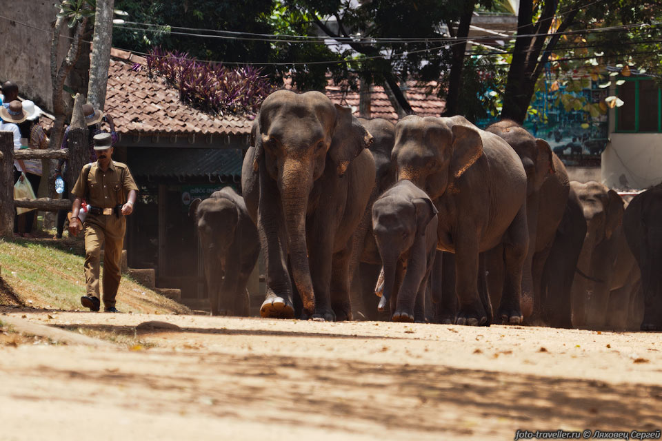 Слонов ведут на кормление.
Больше всего еды достается слонам, к которым подпускают туристов.
Остальные только иногда могут выхватить еду.