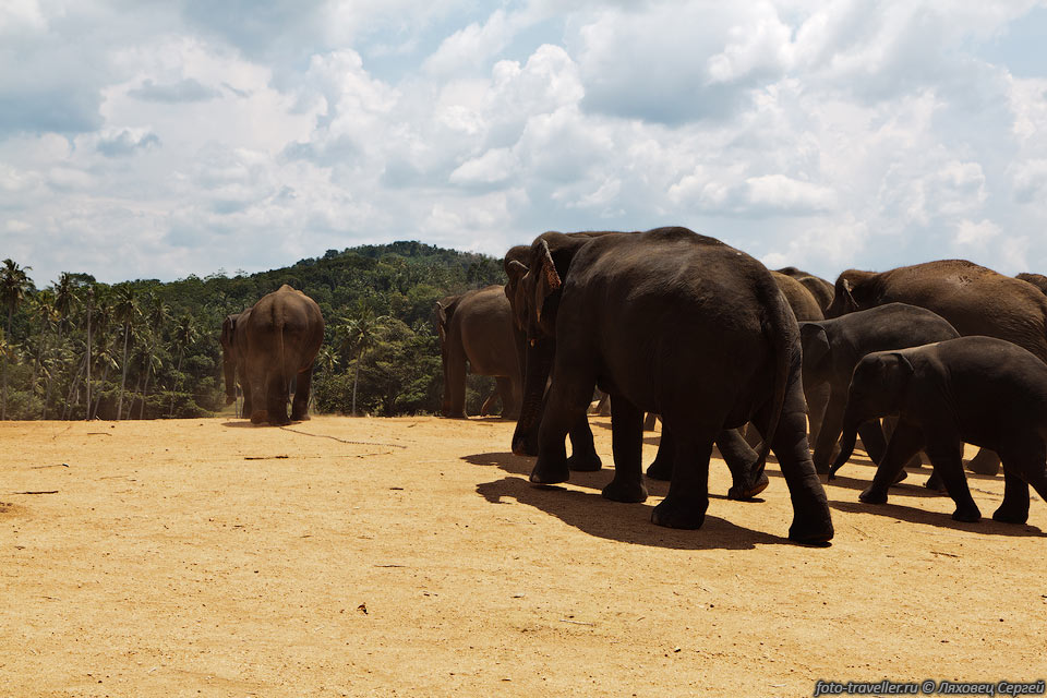 В начале 19 века на территории Шри-Ланки насчитывалось более 30000 
слонов.
Сейчас их осталось около 6000 особей.
