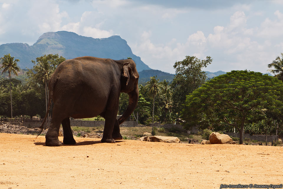 Азиатский слон, Индийский слон (Elephas maximus, Elephant, Aliya, 
Atha, Yanei).
В Шри-Ланке обитает один из подвидов слона - шри-ланкийский слон, который только 
тут и встречается.
Азиатский слон - второе по величине наземное животное после африканского слона.
Старые самцы достигают массы 5,4 тонн при росте 2,5-3,5 метра.