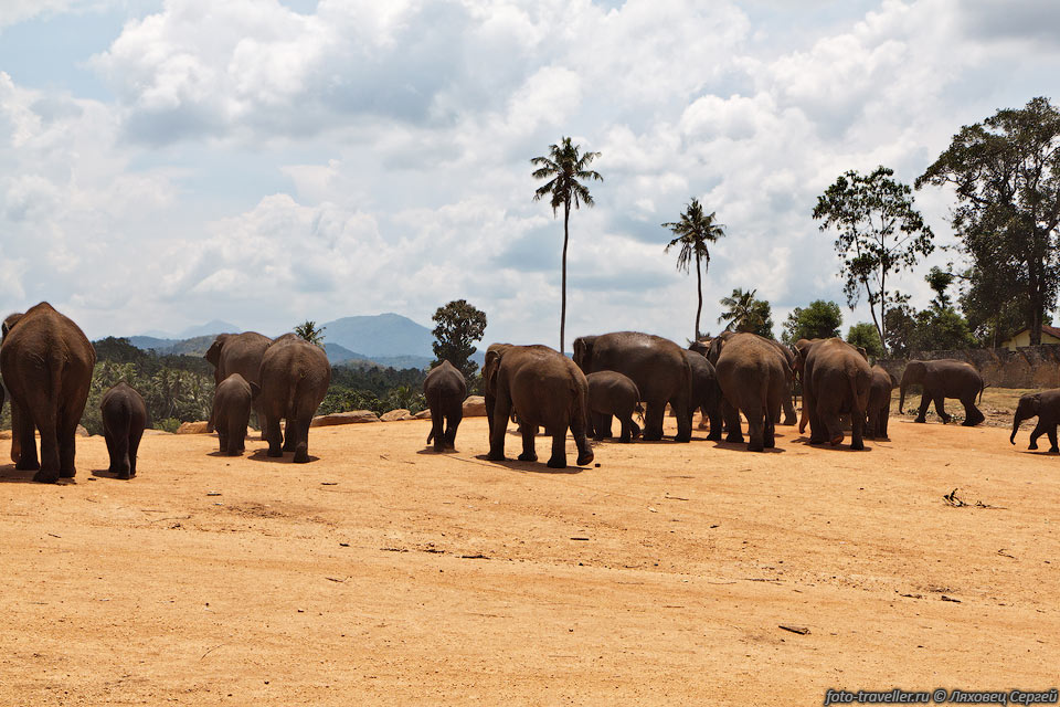 Разведение слонов - главная цель питомника