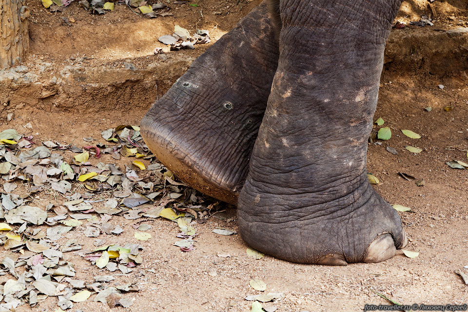 Слон переступает с ноги на ногу - отдыхает.
Под кожей на ногах находится особая пружинящая масса.