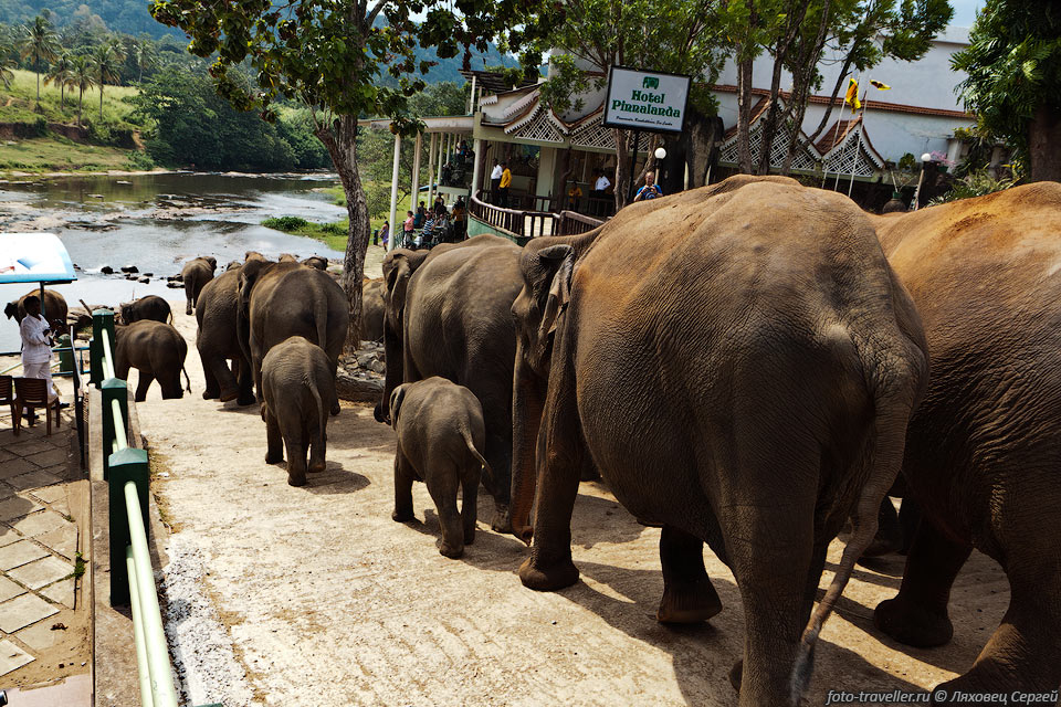 Вдоль улицы, по которой ведут слонов, понастроено всяких туристических 
лавок и отелей.
И на нее пускают только по билету.