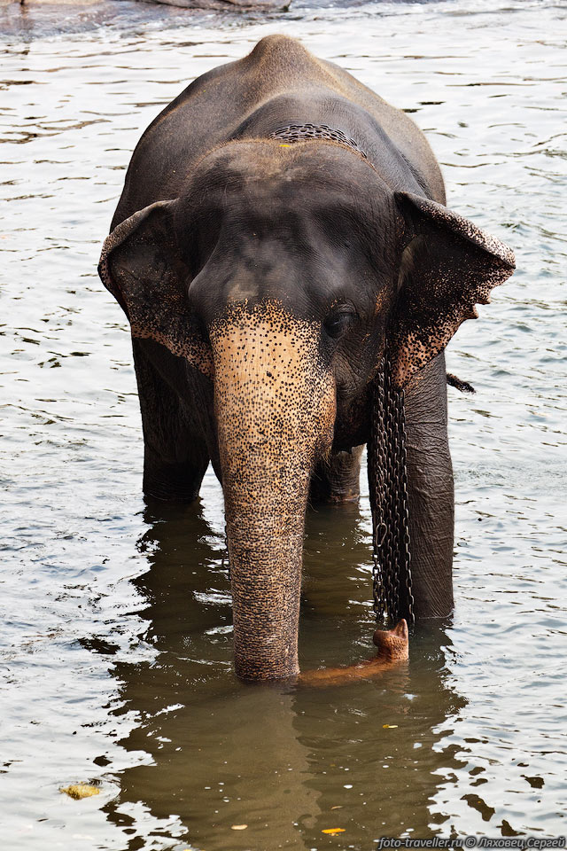 Иногда кажется что слонам и купаться не хочется - их сюда загоняют 
чтоб туристы смотрели